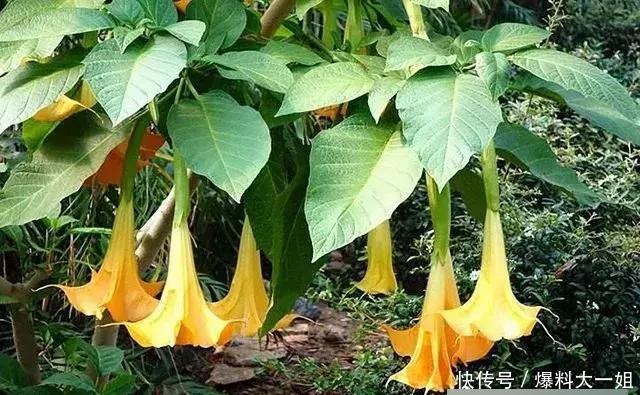  蒙汗药@武侠小说中常听到的“蒙汗药”，其实就是一种农村寻常见