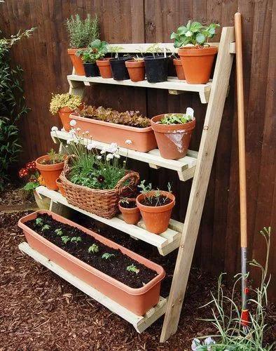 刺吸害虫真可恶，骚扰我家阳台上的花，看我如何治你！