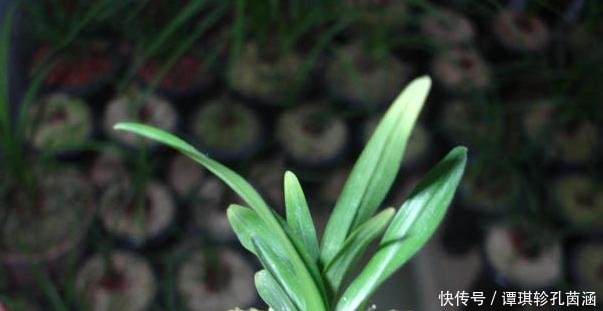  「椭圆球形」矮种兰花有什么特征