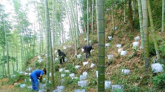  「热炒」农村一种野草，以前热炒到1200元一斤，现在价格跌入谷底