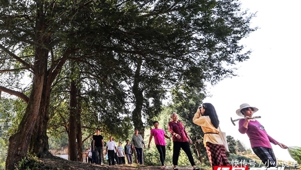 临武县:五株特大野生红豆杉并立而生 树龄500多年