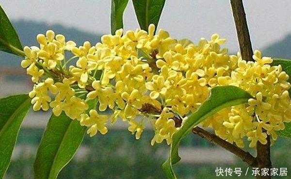 『桂花生长』受人喜欢的桂花十里飘香,掌握这几点养护技巧,最后堪称桂冠之作