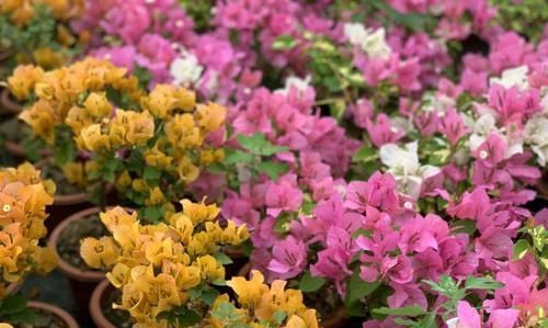  #经验#买回来盛花期的三角梅盆栽可以换盆上盆吗？来看花友们分享的经验