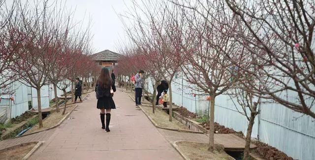 太美了！内江这个地方将有10万余株鲜花竞相开放，免费看