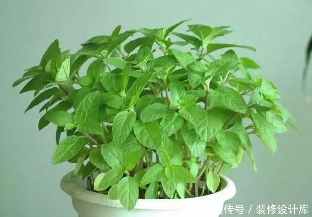  绿意盎然|卫生间放一盆这个植物，异味全跑光，绿意盎然又芬芳