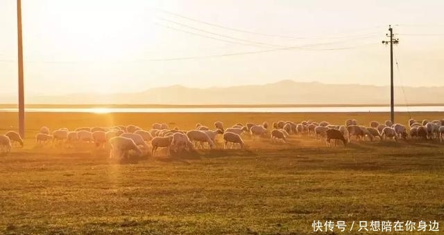 呼伦贝尔的秋天，美的太高级
