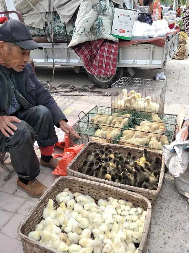  诱人：山东好景｜柳埠“山货大集”真诱人