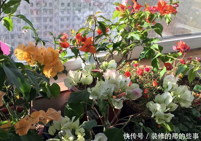  『催花』养三角梅，3个催花小手段要知道，花量猛增，一开就是大半年！