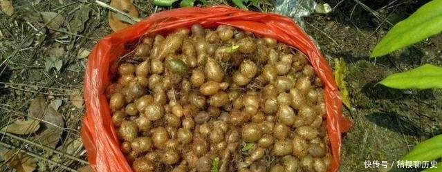  成了：农村这种野草，漫山遍野没人要，如今却成了能挣钱的“吸