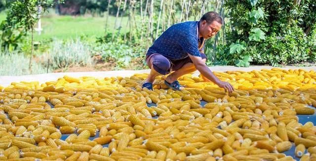  「玉米」刚在老家地里看到的画面，是谁的爹娘？很多人看完湿了