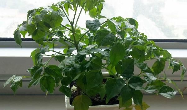  『家里』在家里养殖幸福树，要常为它修剪，详解幸福树的修剪方法