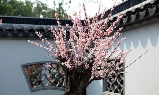  「值钱」在家养“2种花”，寓意“旺财”，还能赶走“异味”，养久了值钱