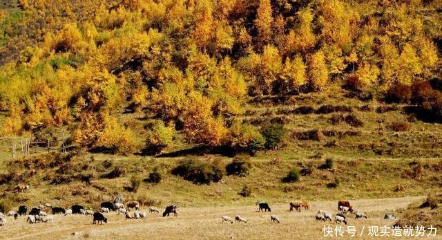 别错过秋天的林芝,景色堪比喀纳斯,最不该错过秋色童话世界