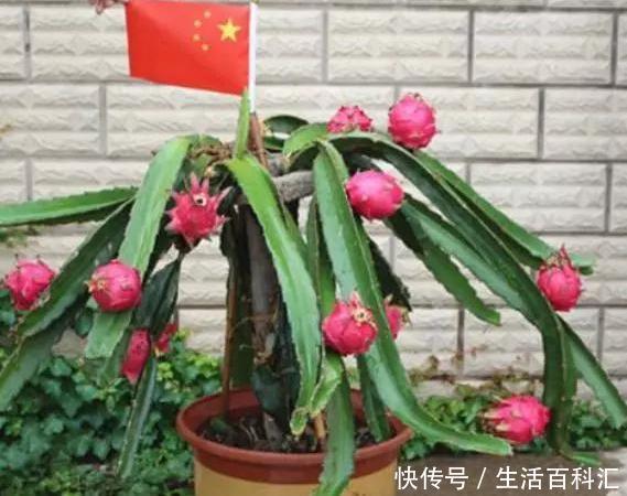 「就可以结」这“2种”水果,剪根枝条插盆里,15天生根,3年后结出果子吃不完