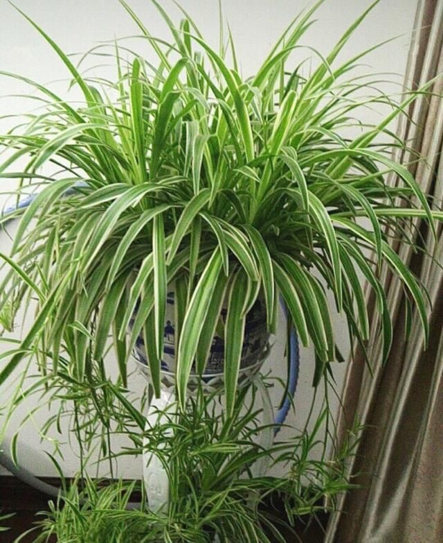  光照：家中“光照不足”，就养5种花，一盆比一盆茂盛漂亮，花美叶也美