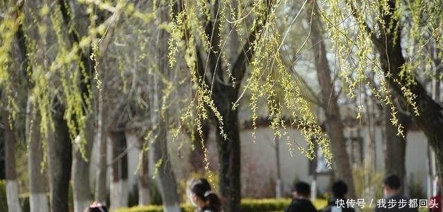  [春风]三月春风暖人间 踏青赏景正当时