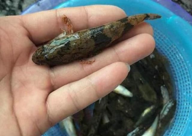  「利润」养殖沙塘鳢一亩才8000多元成本，价格却60元一斤，亩利