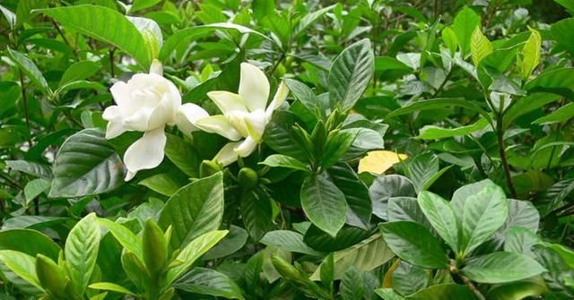  解决|栀子花刚入夏就黄叶，怎么解决能返青？几步方法要知道