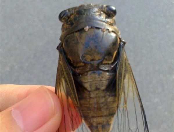  地下@地下5年地上30天，知了真的能吃吗？为什么洞里的蚂蚁不去