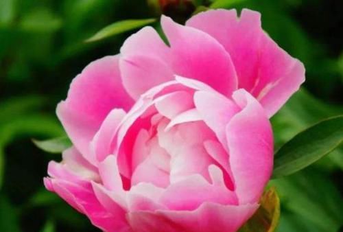  『动人』家里养这四款花，越晒开的越旺，花开美艳动人，一茬接一茬开不断