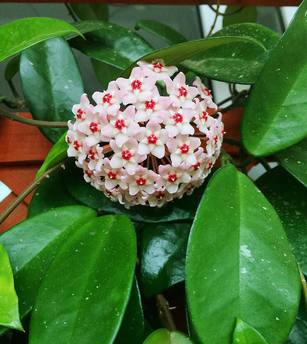  「品种」花期最长的球兰花，花开“香飘满屋”，四季开花还很好养！