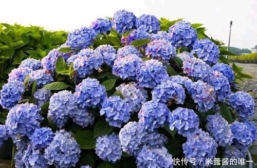 『位置』喜肥的绣球花该怎么施肥?用错肥比不施肥更危险,容易烧苗枯苞