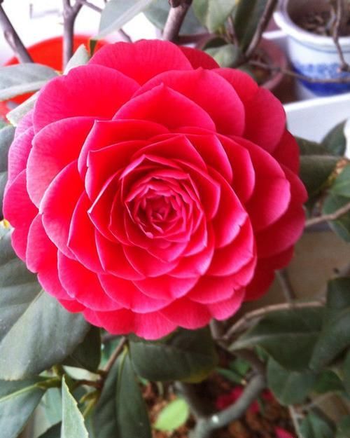  #驱蚊草#珍品山茶花“六角大红”，花大色艳，娇艳美丽，实属养花首选