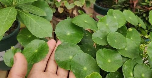  「挤满」不会养铜钱草，跟着小花匠这么做，茎秆粗壮，叶片大又绿，挤满盆