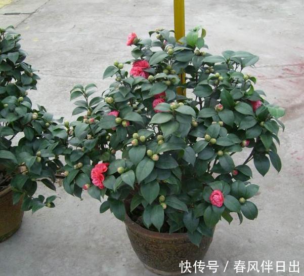 「不停」把茶花养壮,“4步”必不可少,不停长叶长花苞