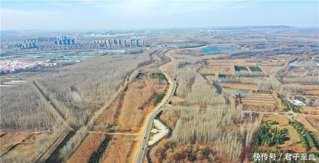  【生态】金视界丨黄河生态廊道：百万新苗初长成 蜿蜒起伏美如画