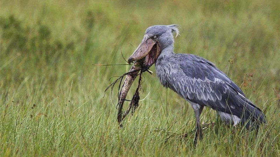 世界上最蠢的鸟,看完它吃鱼,你就知道它为什