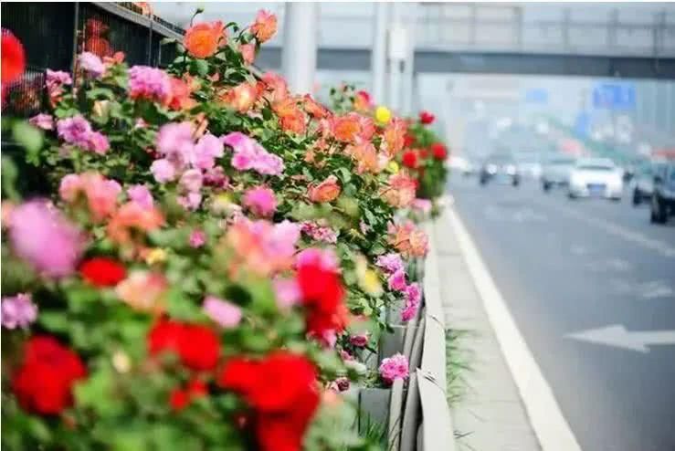  【究竟】被中国70多个城市选为市花的月季，究竟有怎样的魅力？