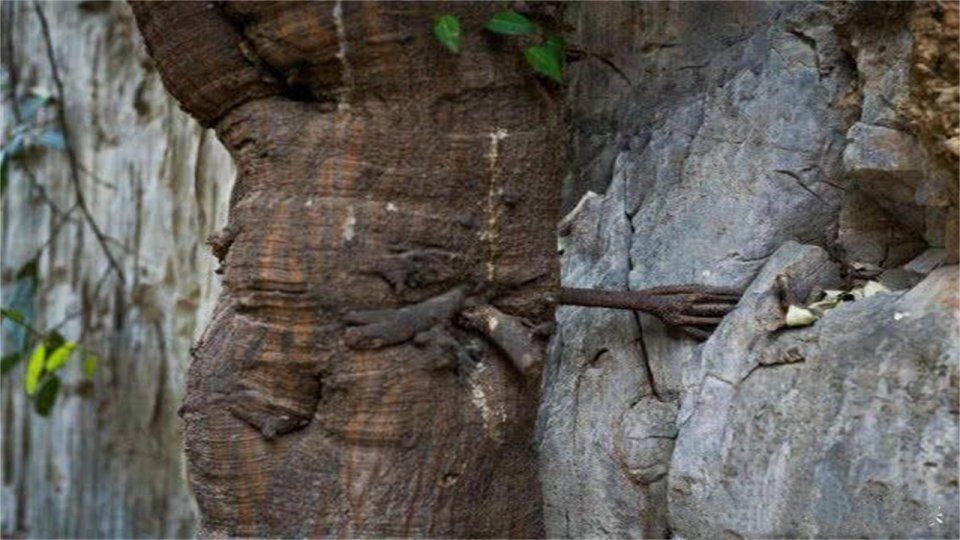 香格里拉的一棵神树菩提，长出来一只“佛手”，吸引不少人去膜拜