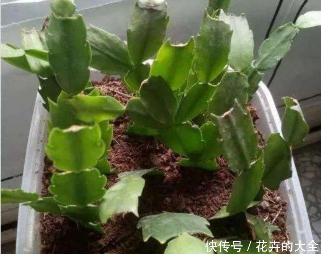 #漂亮#这5种花最好养,剪下枝条插上就能生根,很快长满花盆