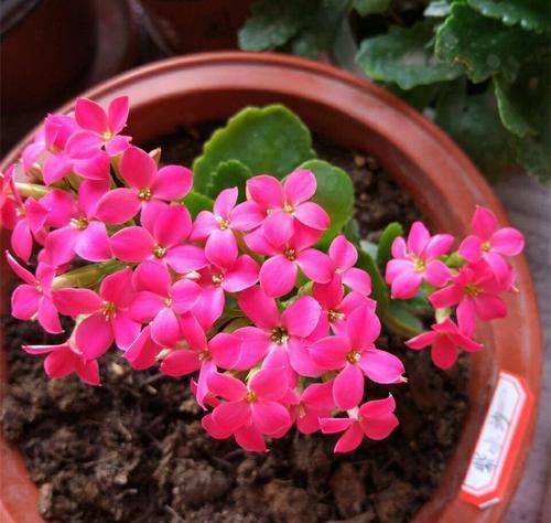  『植物的根系』5种天然的“生根水”，用来浇花，浇完后，根系发达、枝粗叶壮