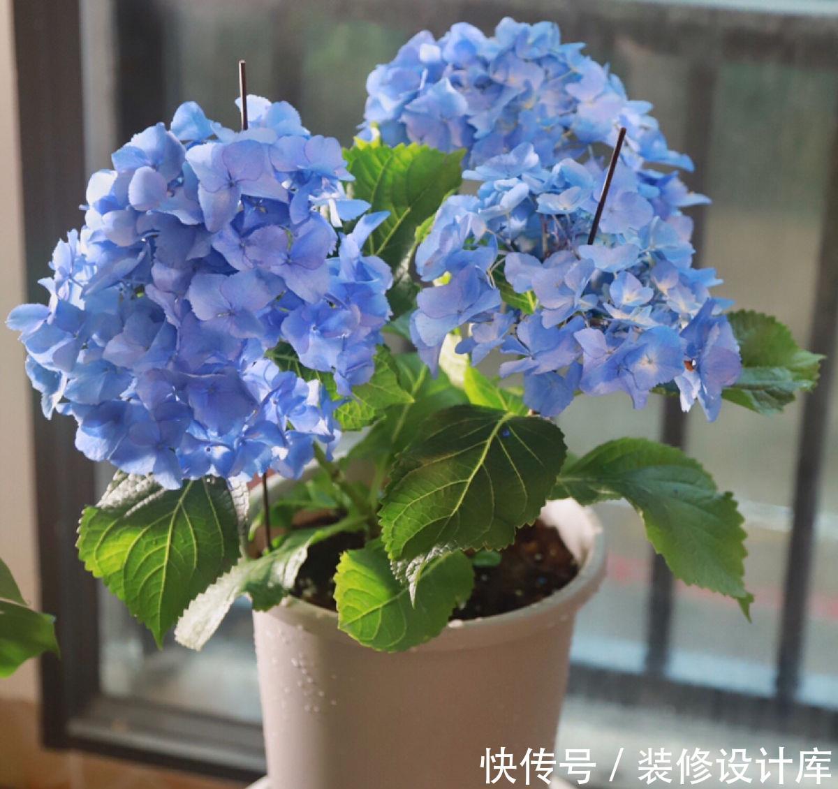 『蓝色』6种蓝色系的花,最适合夏天养,清凉又舒爽!