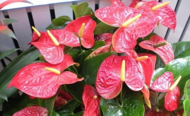  『阳光』天气热，这四种花可不能晒，一见阳光就发蔫，否则留个盆给你看