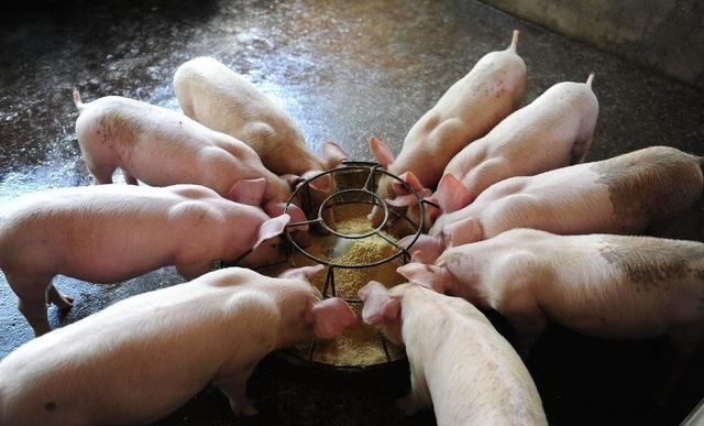  老李|60岁老农，养猪、养鸡、种地多点开花，一年赚了20万，咋做