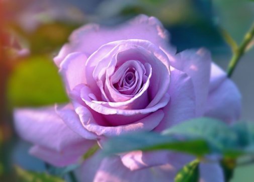  #扦插#这些小花太美养在小院，随便插进土就能活，花香飘飘，清凉舒爽