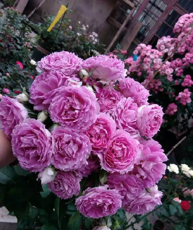  『沁人心脾』漂亮不输玫瑰，花香“沁人心脾”花期长，养护简单值得拥有！