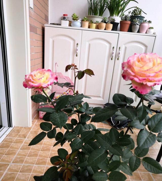  「开爆」家里养这些花卉，花开美观又大气，花色鲜艳花期长，轻松开爆盆