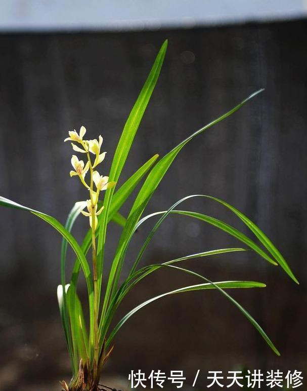#种植#这几种花,名字带兰却不是兰,却依旧美得不像话