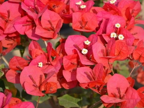  [长寿花]他用这3种花的10片叶子，轻松养出“10盆”，多了的都卖钱！