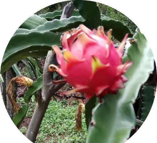 「到花盆里」这些水果吃了不要扔,顺手把核种土里,来年长成小盆栽!