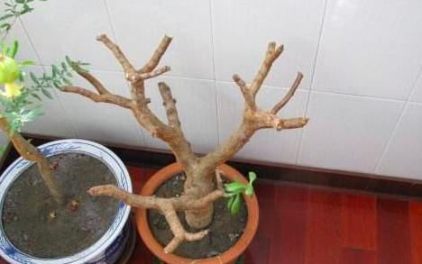  「马齿苋」马齿苋树盆栽不好看？只怪你不会养，大神的作品，赶上你半年工资