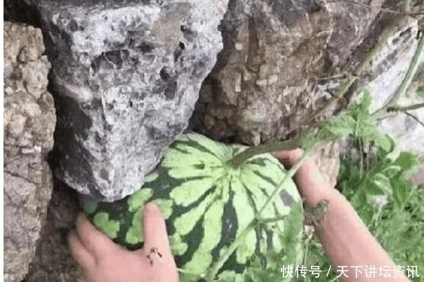 男子石缝中发现一个西瓜，感觉不对，走过去摸了摸，男子乐坏了！