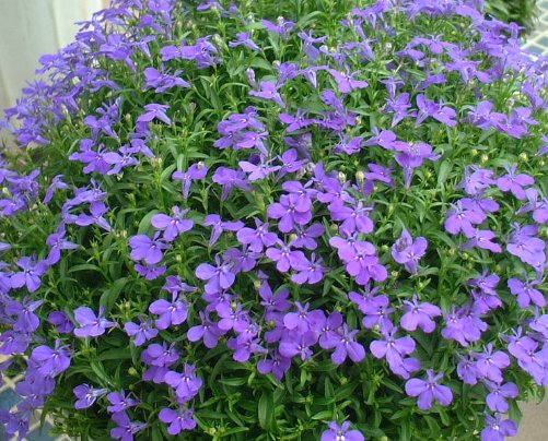  阳光：6种怎么养都能爆盆的花草，不浇水都能活，一样开花爆盆