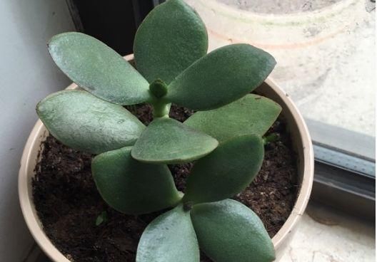  『扦插』玉树生长贼快，用1年的枝条去扦插，15-20天生根，来年就爆盆