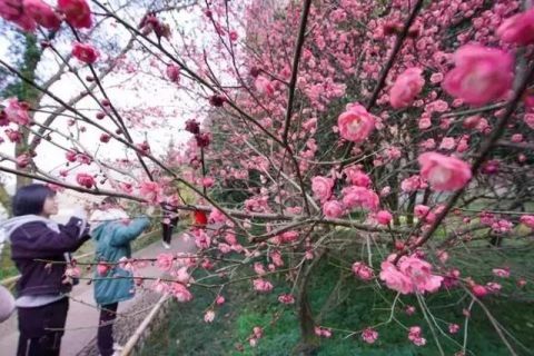 腊梅盛开 争奇斗艳！假期尾巴就去丽水这里赏梅！