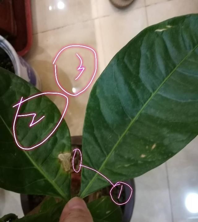  [养护环境]发财树有叶斑病,应该怎么治疗?